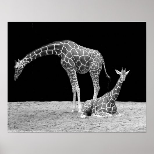 Twee giraffen in zwart-wit poster (Voorkant)