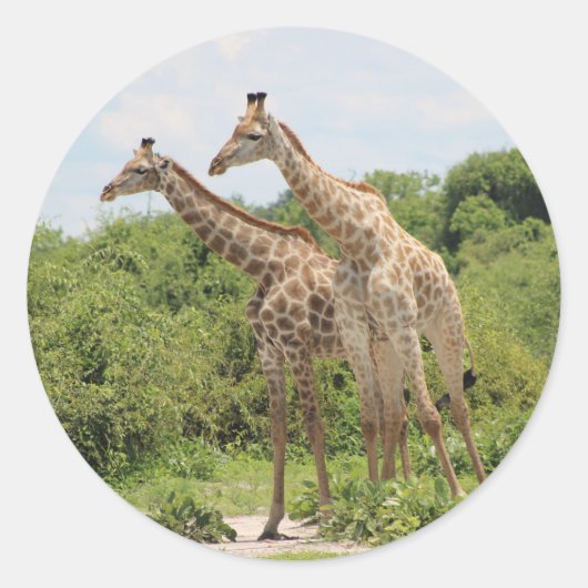 Twee giraffen ronde sticker (Voorkant)