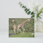 Twee Giraffes Briefkaart (Staand voorkant)