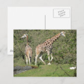 Twee Giraffes Briefkaart (Voorkant / Achterkant)