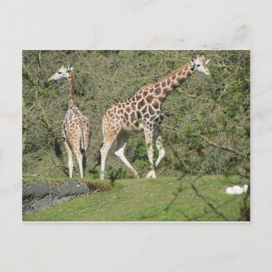 Twee Giraffes Briefkaart (Voorkant)