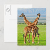 Twee Giraffes Briefkaart (Voorkant / Achterkant)
