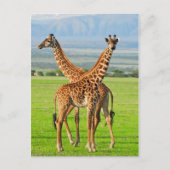 Twee Giraffes Briefkaart (Voorkant)