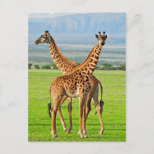 Twee Giraffes Briefkaart