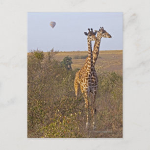 Twee Giraffes (Giraffa camelopardalis), Masai Briefkaart