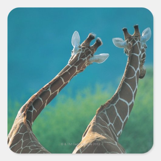 Twee Giraffes (Giraffa camelopardalis) Vierkante Sticker (Voorkant)