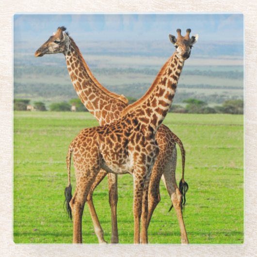 Twee Giraffes Glazen Onderzetter (Voorkant)