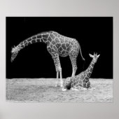 Twee Giraffes in zwart-wit Poster (Voorkant)