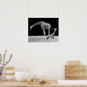 Twee Giraffes in zwart-wit Poster (Keuken)