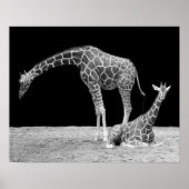 Twee Giraffes in zwart-wit Poster (Voorkant)