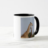 Twee Giraffes, Kruger National Park, Zuid-Afrika Mok (Voorkant rechts)