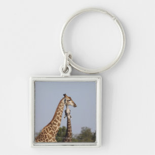 Twee Giraffes, Kruger National Park, Zuid-Afrika Sleutelhanger