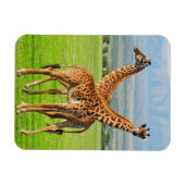 Twee Giraffes Magneet (Horizontaal)