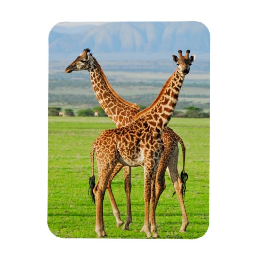 Twee Giraffes Magneet (Verticaal)