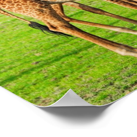 Twee Giraffes Poster (Hoek)