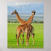 Twee Giraffes Poster (Voorkant)
