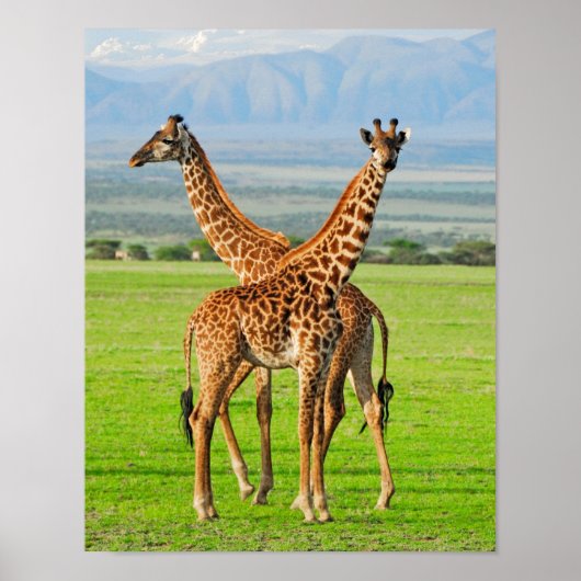 Twee Giraffes Poster (Voorkant)