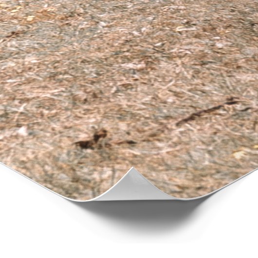 TWEE GIRAFFES POSTER (Hoek)