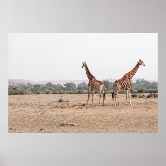 TWEE GIRAFFES POSTER (Voorkant)