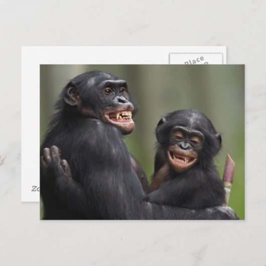 Twee glimlende bonobo's briefkaart (Voorkant / Achterkant)