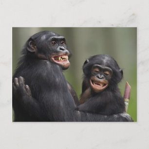 Twee glimlende bonobo's briefkaart