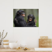 Twee glimlende bonobo's poster (Keuken)