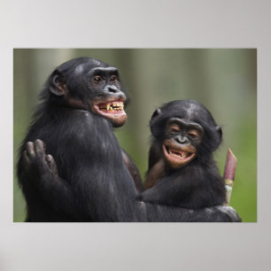 Twee glimlende bonobo's poster