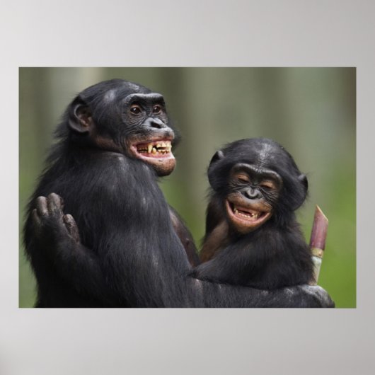 Twee glimlende bonobo's poster (Voorkant)