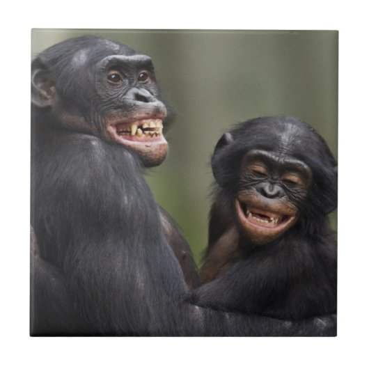 Twee glimlende bonobo's tegeltje (Voorkant)