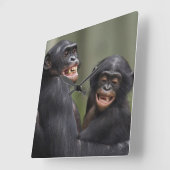 Twee glimlende bonobo's vierkante klok (Hoek)