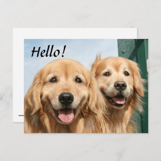 Twee glimlende Golden Retrievers Hallo Briefkaart (Voorkant / Achterkant)