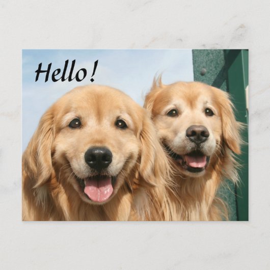 Twee glimlende Golden Retrievers Hallo Briefkaart (Voorkant)