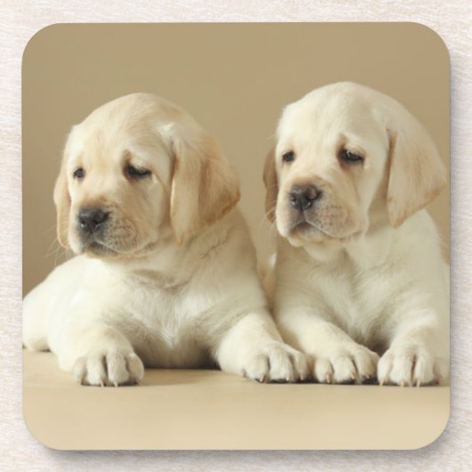 Twee Golden Labrador Puppies Bier Onderzetter (Voorkant)