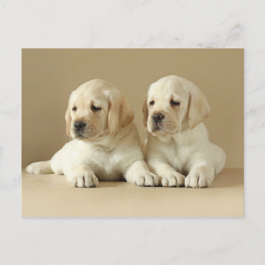 Twee Golden Labrador Puppies Briefkaart (Voorkant)