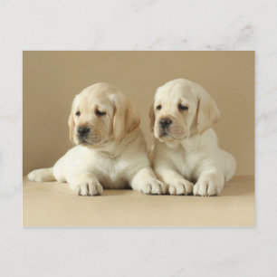 Twee Golden Labrador Puppies Briefkaart