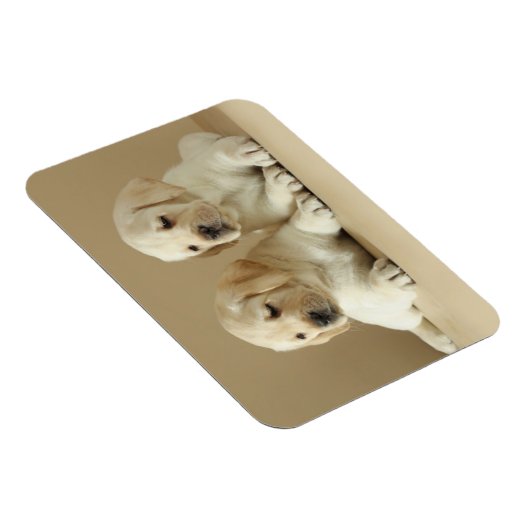 Twee Golden Labrador Puppies Magneet (Rechterzijde)