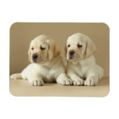 Twee Golden Labrador Puppies Magneet (Horizontaal)