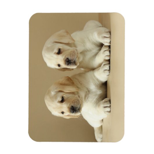 Twee Golden Labrador Puppies Magneet (Verticaal)