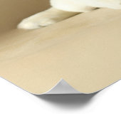 Twee Golden Labrador Puppies Poster (Hoek)