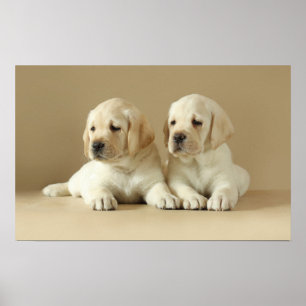 Twee Golden Labrador Puppies Poster