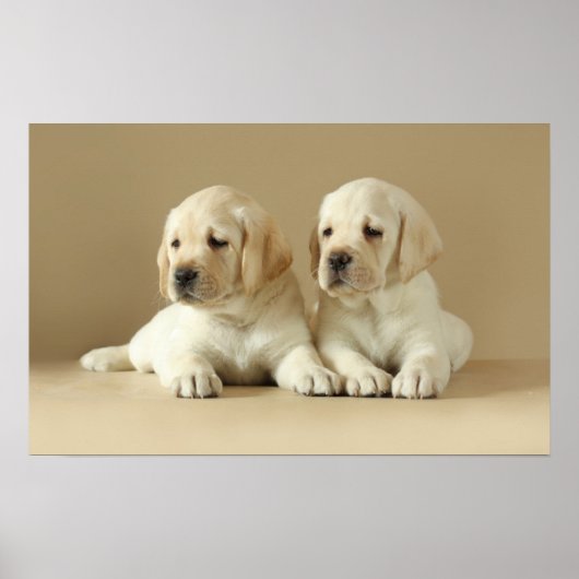 Twee Golden Labrador Puppies Poster (Voorkant)