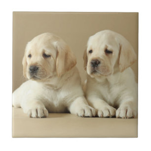 Twee Golden Labrador-Puppies Tegeltje