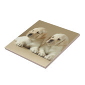 Twee Golden Labrador-Puppies Tegeltje (Zijkant)