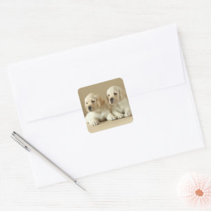Twee Golden Labrador Puppies Vierkante Sticker