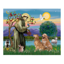 Twee Golden Retrievers