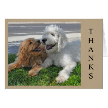 Twee Goldendoedle puppy vrienden!