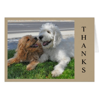 Twee Goldendoedle puppy vrienden!