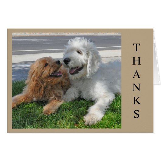 Twee Goldendoedle puppy vrienden! (Voorkant Horizontaal)