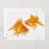 Twee Goldfish die elkaar kruipen Briefkaart (Voorkant / Achterkant)