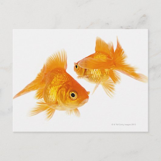 Twee Goldfish die elkaar kruipen Briefkaart (Voorkant)